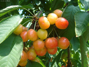 �ѳ��L�ę��҈@