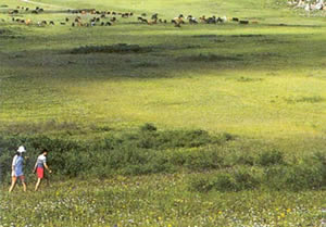 ���в�ԭ������