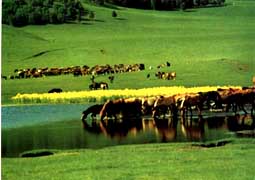 ľ�m����(ch��ng)