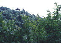 ����ƺ��(gu��)��ɭ�ֹ��@