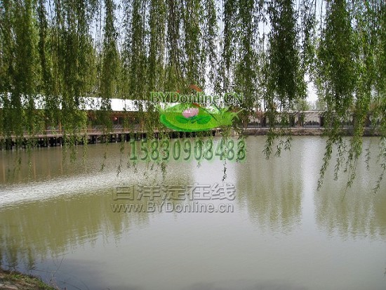 ˮ��ľ���r��Ժ�⾰