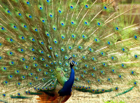 ���ȸ��ժ�^��@