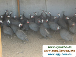 ���ȸ��ժ�^��@