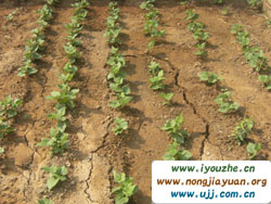 ����̶���چ��r��Ժ