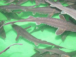 �Ŷɺ�����ɽ�f