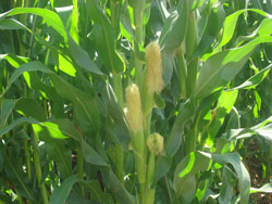 ����¡���B�r�I����ɽ�f