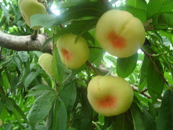 ����¡���B�r�I����ɽ�f