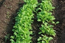 �����ӑcˮī�നɽ�f