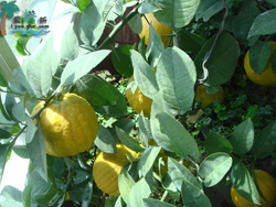 ���c�{���P�r(n��ng)��Ժ