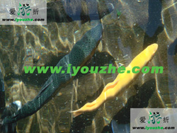 Ľ�����L(zh��ng)�Ǿ����ɴ�ឈ@