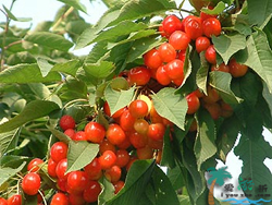 ̶�������Ĉ@�͗�