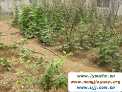 Ұ���°���{��ɽ�r��Ժ