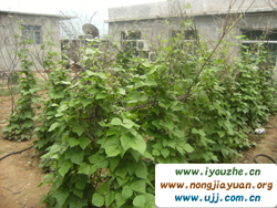 Ұ���°���{��ɽ�r��Ժ