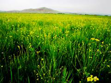 ɽ������